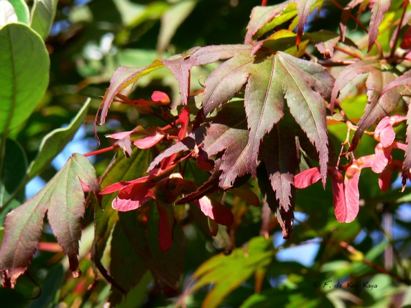 Bois des Moutiers  (54) Summer 2012